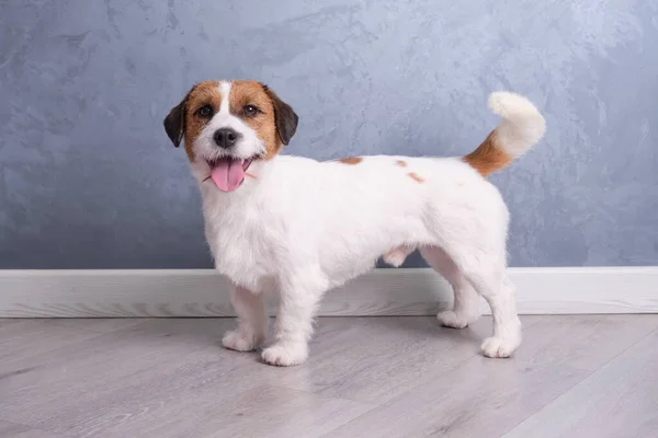 Jack Russell Semi Made Quartz Vinyl Shows His Powerful Body — Stock Photo, Image