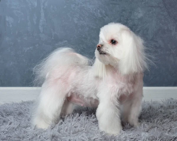 Perro Faldero Maltés Raza Pura Con Hermoso Corte Pelo —  Fotos de Stock