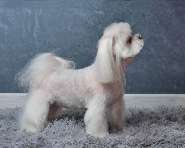 Cagnolino Maltese Una Cremagliera Con Bel Taglio Capelli Tappeto Grigio — Foto Stock