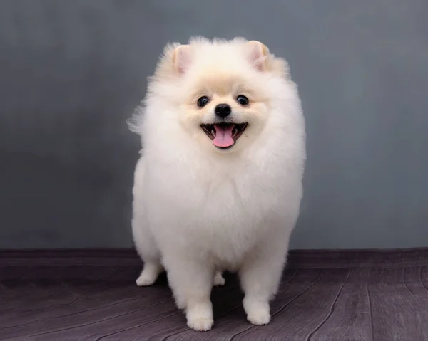Pomeranian dog after visiting a grooming salon on a gray vintage background — 图库照片