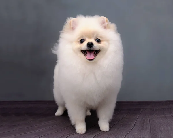 Pomeranian hond na een bezoek aan een grooming salon op een grijze vintage achtergrond — Stockfoto