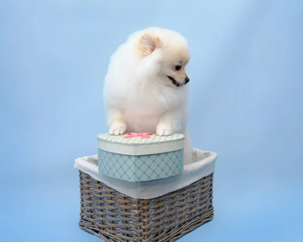 Un pomeranian se sienta en una cesta con sus patas en un regalo en forma de corazón sobre un fondo azul —  Fotos de Stock