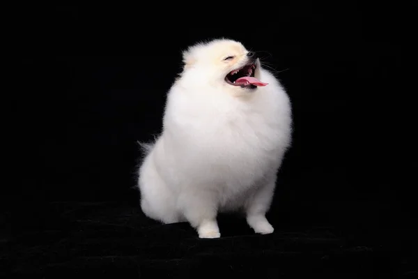 Pomeranian dog, isolated on a black background, shows off a pedigree haircut — 图库照片