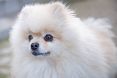 Beyaz Pomeranya pomeranya portresi saç kesiminden sonra yakın plan