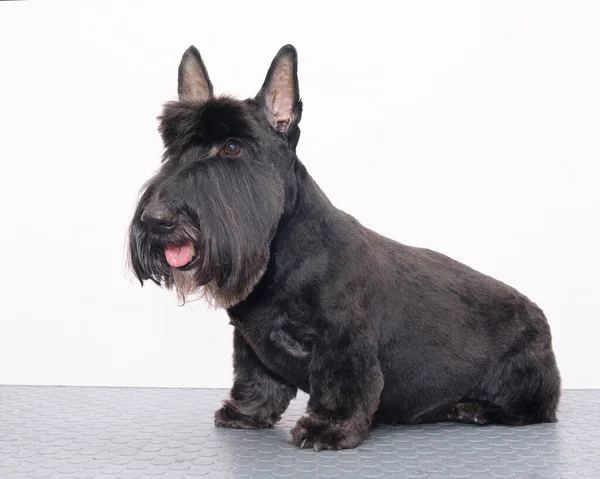 Scotch terrier assis sur une table isolée sur un fond blanc — Photo