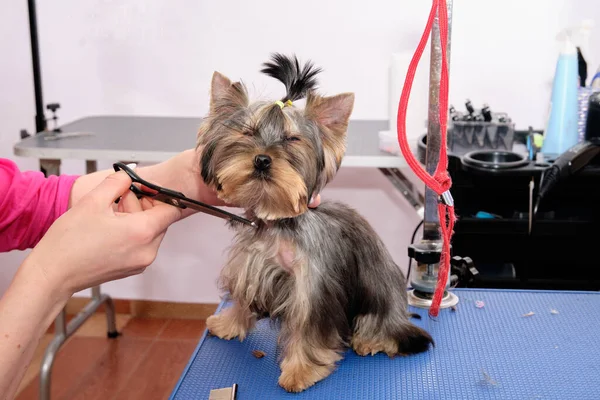 Un Yorkshire terrier lors d'une coupe de cheveux dans un salon d'animaux — Photo