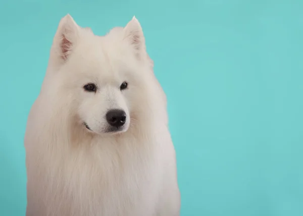 Un bellissimo cane Samoyed, isolato su uno sfondo chiaro — Foto Stock