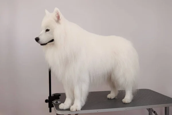 Samoyed nach einem Haarschnitt im Tiersalon auf einem Pflegetisch — Stockfoto