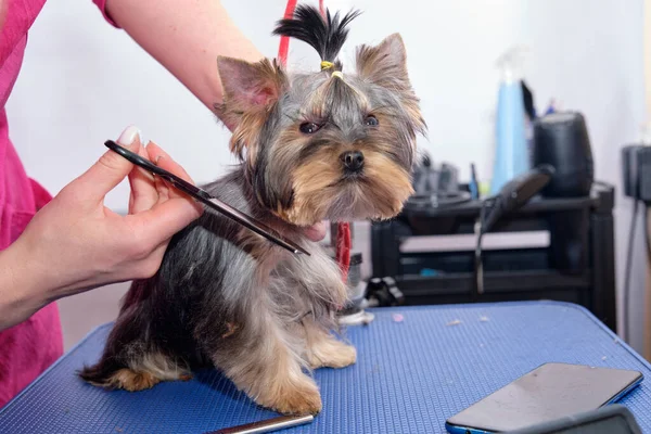 Yorkshire terrier sur la table de toilettage en cours de toilettage Photos De Stock Libres De Droits