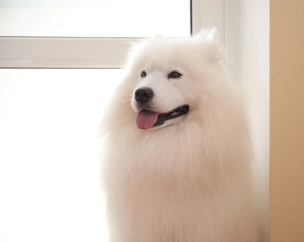 Samoyed Hund Sitzt Vor Der Tür Nach Der Pflege Haustiersalon — Stockfoto