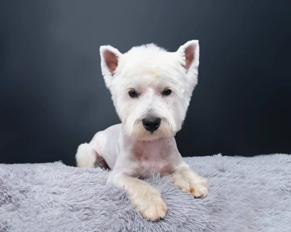 West Highland perro terrier blanco se encuentra en una alfombra gris contra una pared negra — Foto de Stock