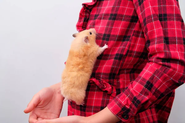 Syrian hamster crawling up the childs shirt — Stock Photo, Image