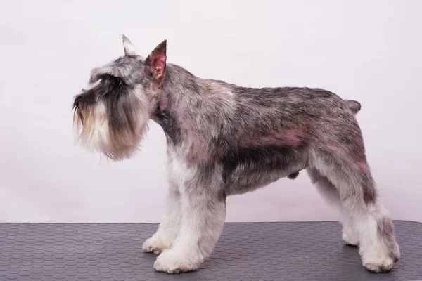 Schnauzer miniature dans un rack après parage sur un fond blanc — Photo