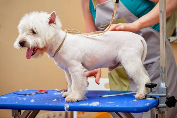Ein Hund aus den West Highland wird in einem Tiersalon frisiert. Grooming Konzept — Stockfoto