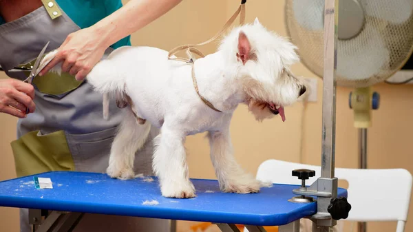 Pfleger schneidet einem West Highland White Terrier Hund die Krallen ab — Stockfoto