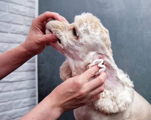 Köpek kuaföründe Amerikalı bir Cocker Spaniel 'in kulaklarını temizliyorum..