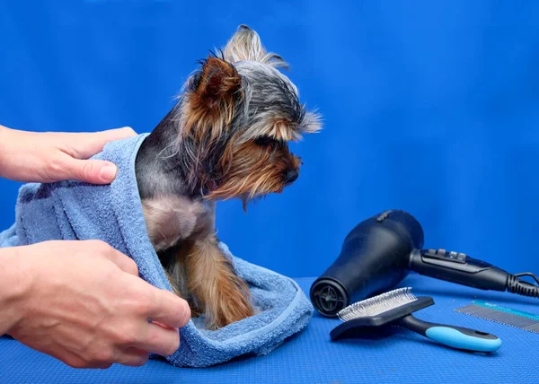Yorkshire Terrier nach dem Waschen in einem Handtuch neben einem Fön, Kamm auf blauem Hintergrund — Stockfoto