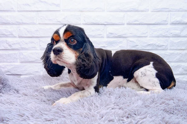 Cavalier rey charles spaniel se encuentra en una alfombra contra una pared de ladrillo — Foto de Stock