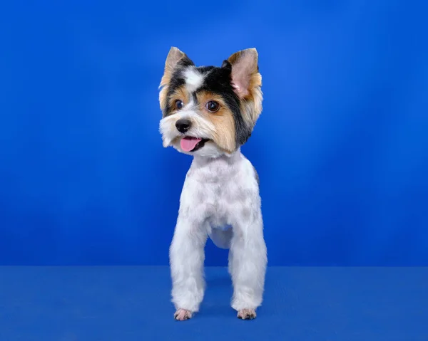 Reinrassiger Yorkshire Terrier Hund Steht Auf Blauem Hintergrund — Stockfoto