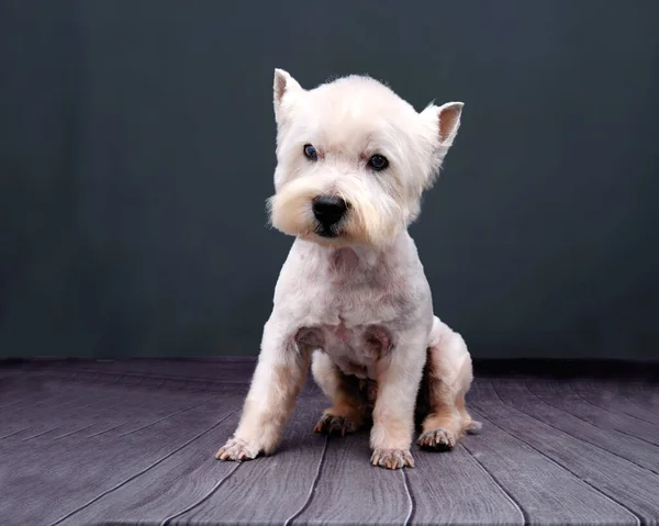 Belle West Highland Terrier Après Toilettage Sur Sol — Photo