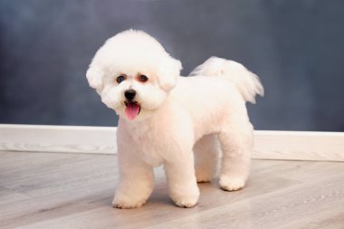 Güzel bichon frise köpeği, yeni stil bir saç stili..