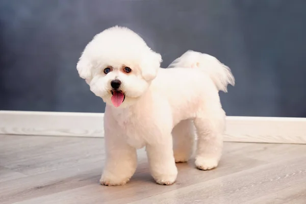 Beau Chien Bichon Frise Avec Une Nouvelle Coiffure Élégante Après — Photo