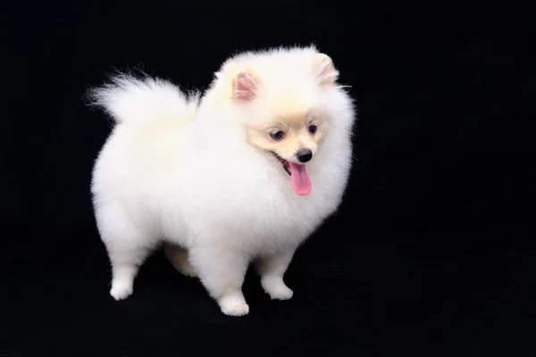 White Pomeranian Isolated Standing Black Background — Stock Photo, Image