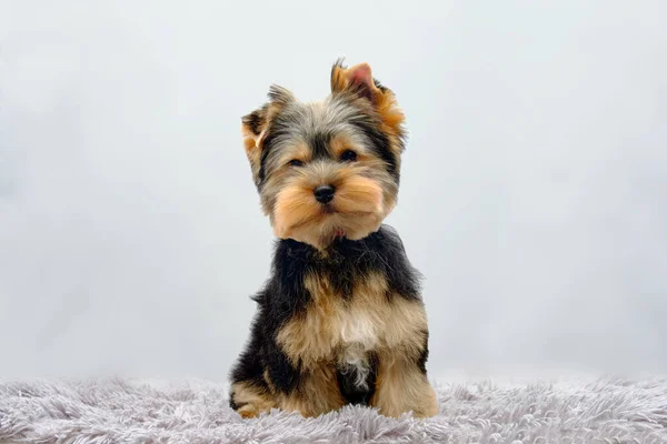 Yorkshire Terrier Puppy Sits Shaggy Rug — Stock Photo, Image