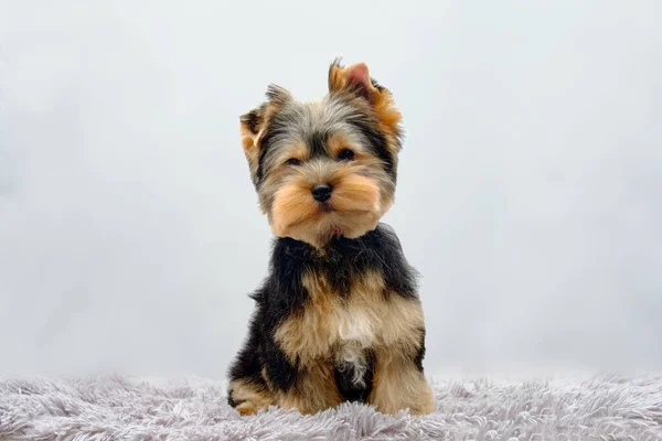 Cachorro Yorkshire Terrier Sienta Una Alfombra Peluda — Foto de Stock