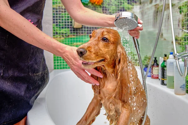 Bir kadın kuaför duşta bir İngiliz Cocker Spaniel köpeğini yıkıyor..