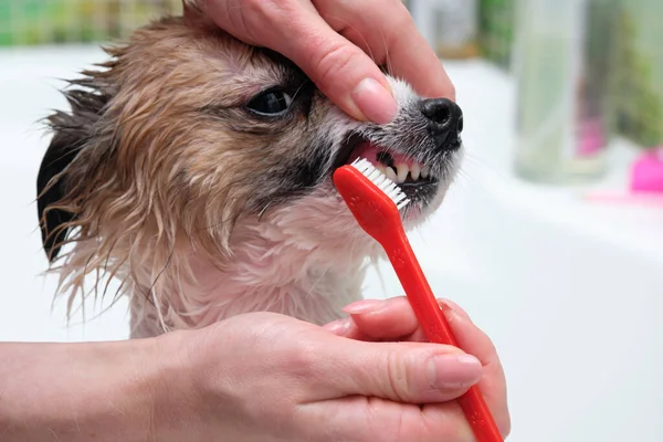 Human Hand Toothbrush Brushes Teeth Dog Bathroom — Stock Photo, Image