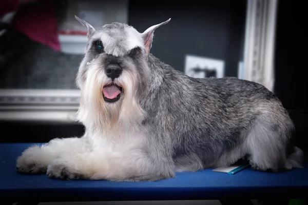 Een Miniatuur Schnauzer Hond Ligt Voor Spiegel Het Verzorgen — Stockfoto