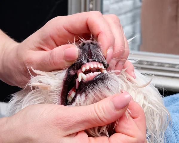 Clean Dog Teeth Brushing Pet Salon — Stock Photo, Image