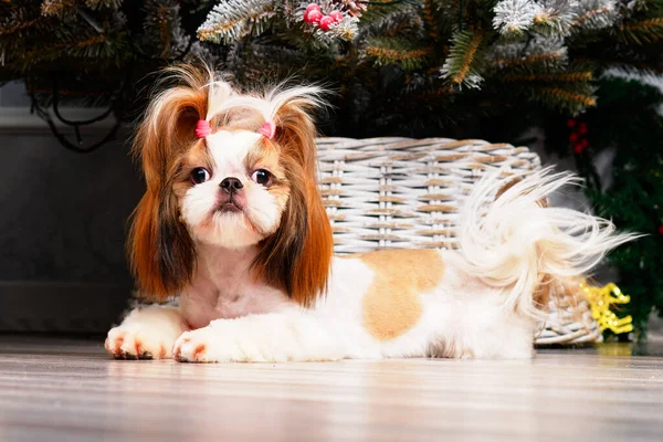 Charming Dog Shitsu Beautiful Hairstyle Lies Background Christmas Tree — Stock Photo, Image