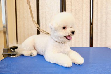 Bakım masasındaki bir hayvan salonunda saç tıraşından sonra bir Bichon köpeği.