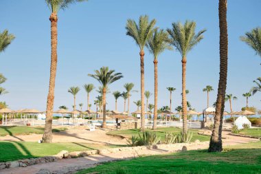 Mısır 'da otelin bölgesinde birçok palmiye ağaçları vardır.