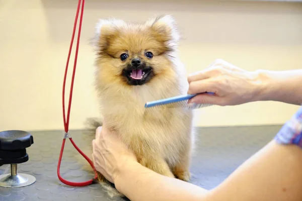 Women Hands Comb Take Care Small Pomeranian Pomeranian Dog Salon — стокове фото