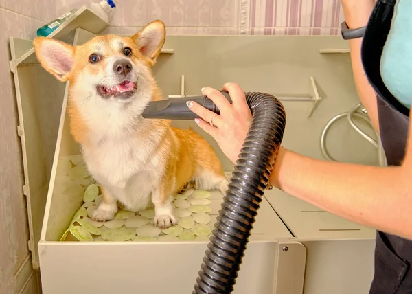 Una mano femminile con l'aiuto di un compressore stende la lana bagnata del Corgi gallese Pembroke — Foto Stock