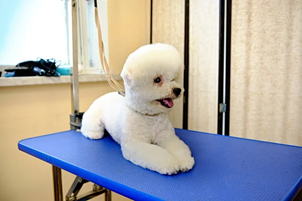 Bichon Frise Avec Une Belle Coupe Cheveux Sur Table Toilettage — Photo