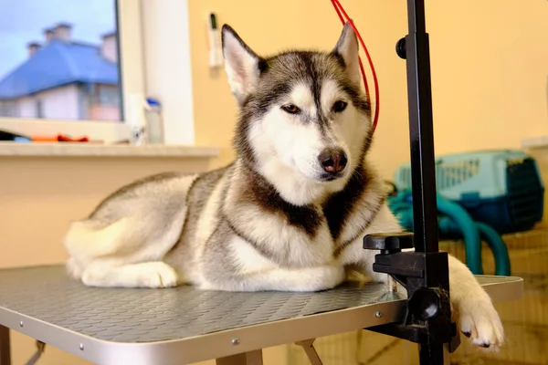 Husky dog on the care table after express molting in the pet salon.