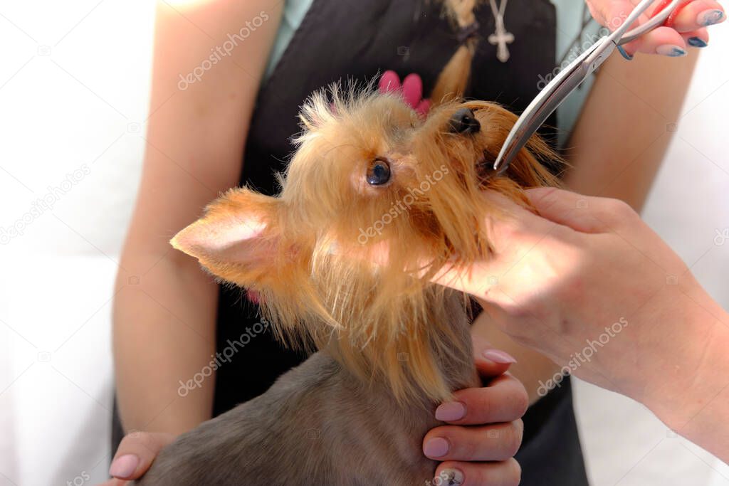 Cutting the head of a Yorkshire terrier with scissors with head fixation.