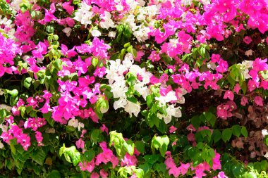 Kırmızı ve beyaz çiçeklerin soyut arkaplanı. Yakın plan..