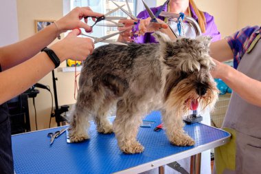 Üç kadın kuaför kuaförde Schnauzer köpeğinin kafasında makas tutuyor.