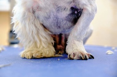 Boksu köpeğinin bir bacağı kesilir, diğeri ise büyür.