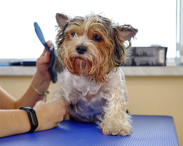 Бобровый йоркширский терьер, расчесывая клубки расчёской