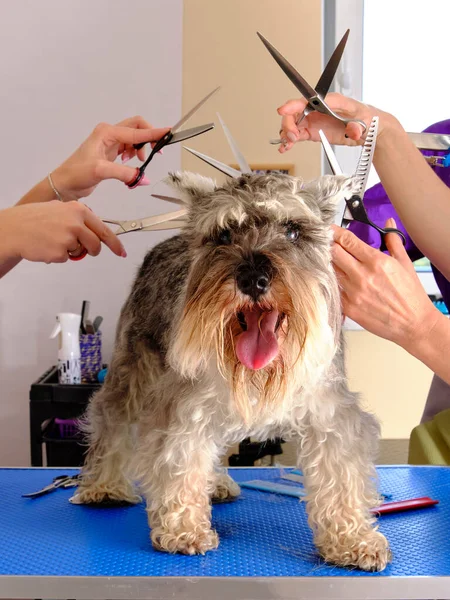 Fyra kvinnliga händer med sax över huvudet på en schnauzer står på en grooming bord — Stockfoto