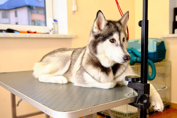 Sibirya Husky muayeneden önce rüzgarlı bir klinikte yatıyor.