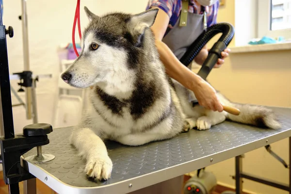 the master of animal care blows the Siberian husky old wool after bathing