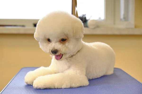 Bichon frise liegend nach der Pflege im Tierpflegesalon — Stockfoto