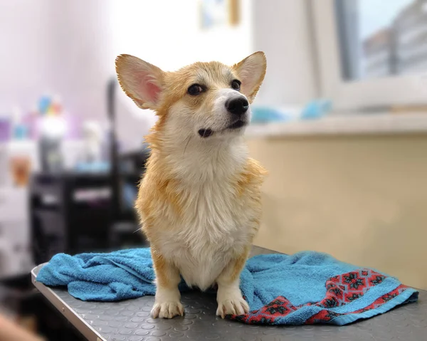 Chien Corgi sur la table à côté d'une serviette mouillée après le bain — Photo